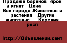 Продажа баранов, ярок и ягнят › Цена ­ 3 500 - Все города Животные и растения » Другие животные   . Карелия респ.